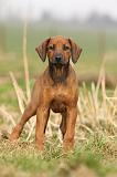 RODESIAN RIDGEBACK 025